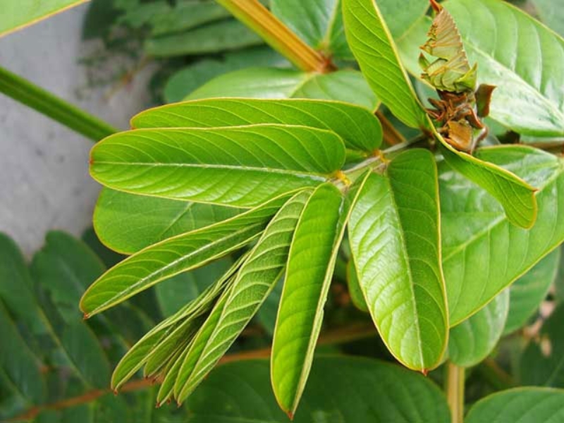 Các bộ phận của cây muồng trâu như quả, lá và cành được sử dụng để chữa bệnh