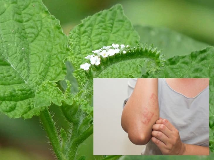 chữa viêm da bằng cây vòi voi